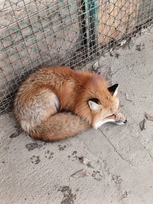 蔵王キツネ村に行ってきました！