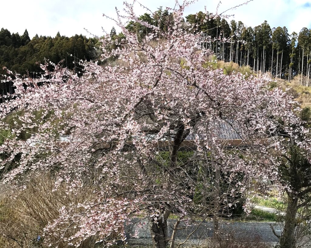 早咲きの桜にぃ 出会えたぁ～