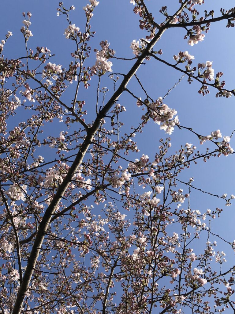 桜花　ほっこり”灯す”花の色　