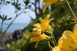 当館周辺の花の観光地をご紹介!!