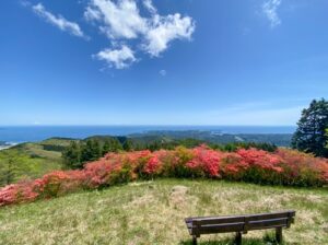 田束山のツツジは間もなく見頃♪