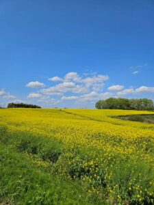 約200万本の菜の花を楽しむ！～大崎市・ひまわりの丘～