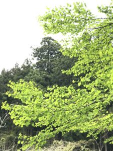 風薫る