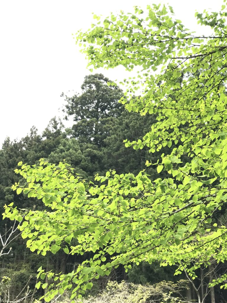 風薫る