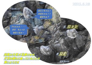 決定！ ロッシ と ロナ