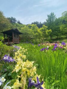 6月が見頃！あやめを愛でる旅はいかが？
