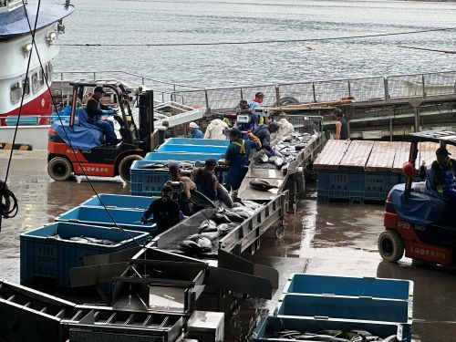 気仙沼魚市場と工場に潜入！～朝どれ鮮かつおタタキの裏側～