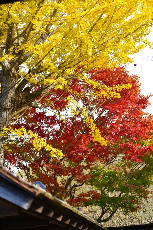 登米市にある「みやぎの明治村」と南三陸町内の「佐長商店」