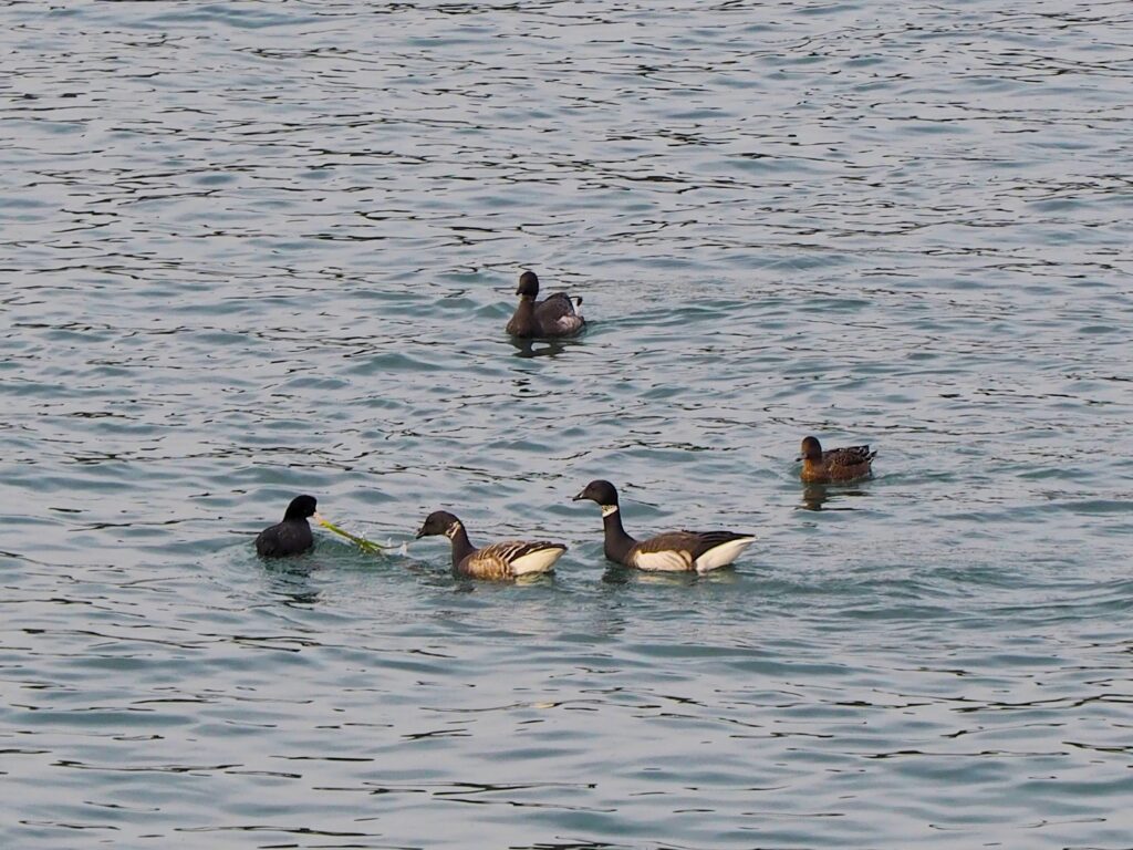 700羽超え？！！ | 【公式】南三陸ホテル観洋