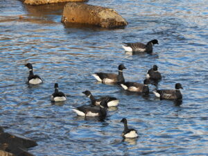 え？！　居た！ ここにも!!
