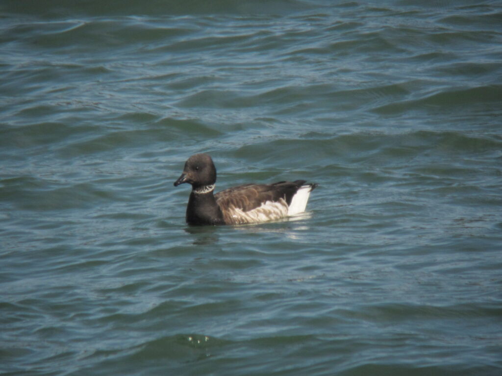 A duck-like waterfowl with a dark head and neck, brown body, and white tail, swimming on blue-green rippling water.