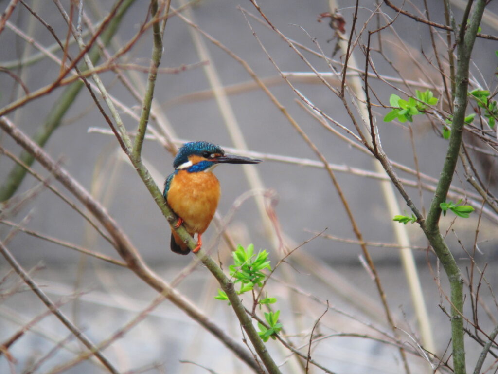 Kingfisher perched on a branch with vibrant blue-green upperparts and orange chest among leafless twigs.
