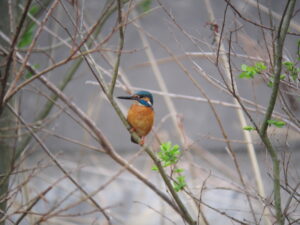 春　千三百年大祭