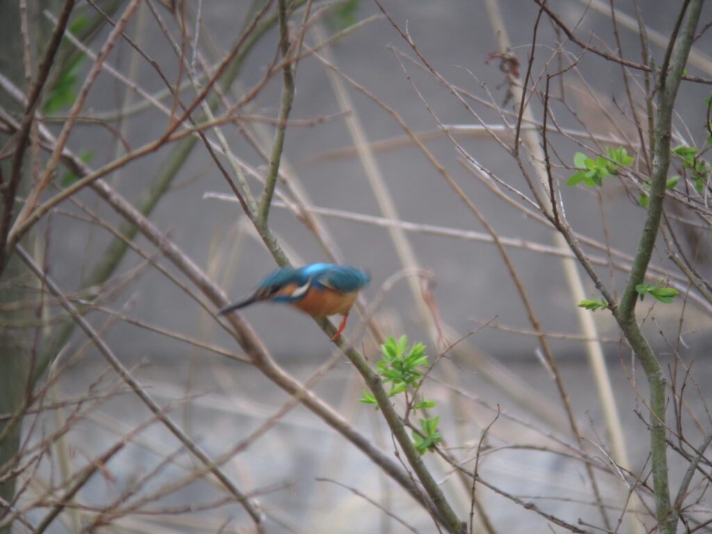 Blue-and-orange kingfisher perched on a branch among tangled twigs and sparse green leaves (bird in motion blurs).