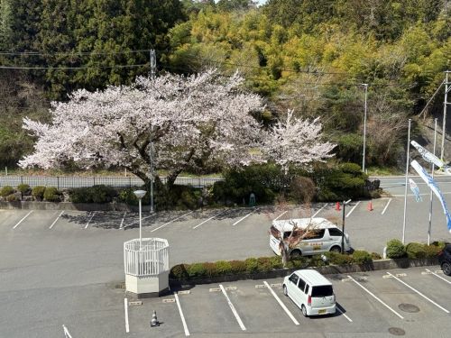 Parking lot with blooming cherry trees and two parked white vehicles (a hatchback and a small van).