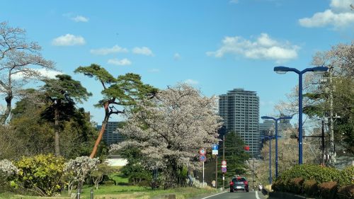City street lined with blooming cherry trees and blue sky, with modern buildings in the background and a car approaching on a sunny day.