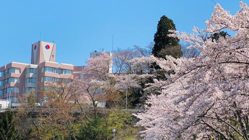 A large modern building with a red circle flag on its roof, framed by cherry blossom trees in full bloom against a clear blue sky.