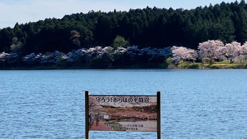 Wooden sign near a calm blue lake with cherry blossoms along the far shore and a pine forest in the background.