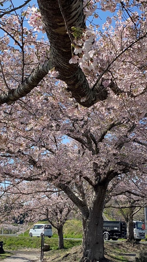Cherry blossom trees in full bloom along a sunny street, pink flowers covering the branches with parked cars nearby