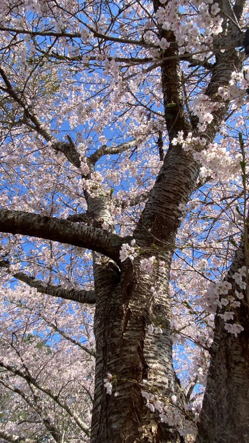Cherry blossoms in full bloom on a sturdy tree trunk against a clear blue sky.