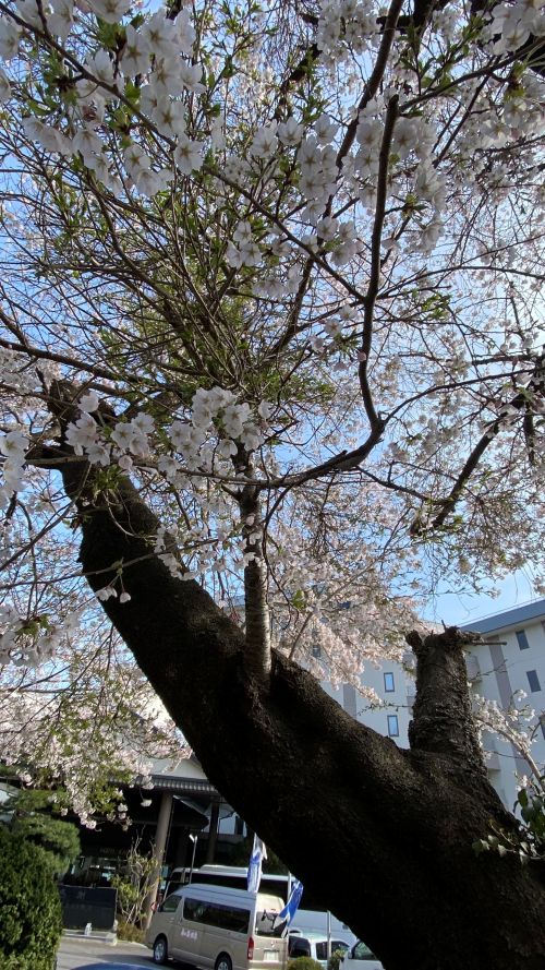 White blossoms cover a gnarled tree trunk in an urban street, blue sky visible between branches, with a van and buildings in the background.