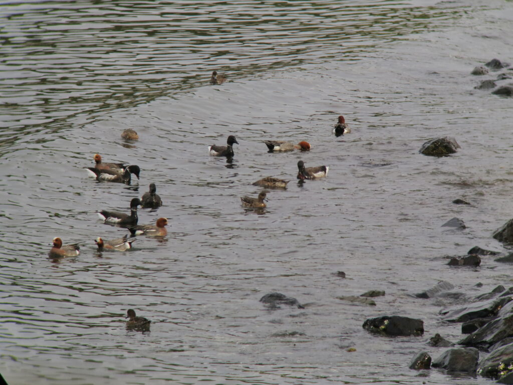 Several ducks float on calm water near a rocky shoreline with scattered stones.