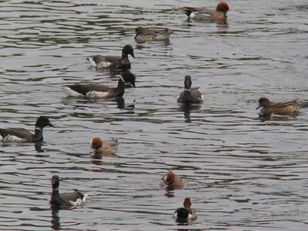 Several ducks swimming on a rippled pond surface.