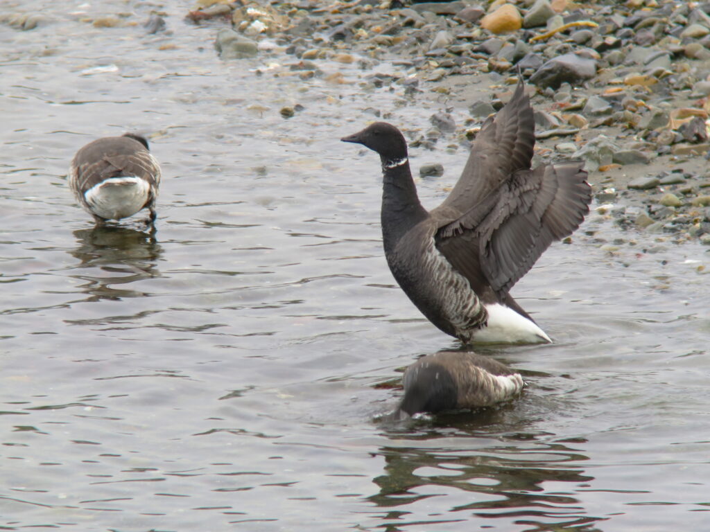 A dark-feathered goose with a white neck ring stands in shallow water near a rocky shoreline, while another bird rests nearby in the water.