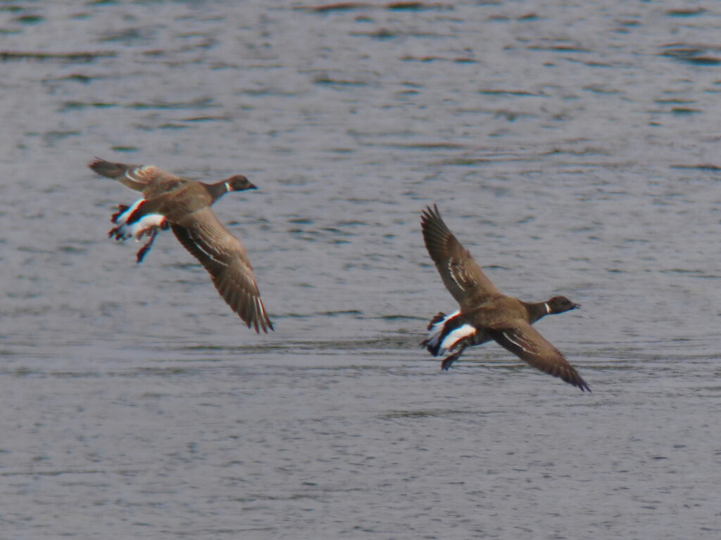 Three ducks in flight over a choppy blue-gray body of water, wings spread wide ahead of landing or gliding.