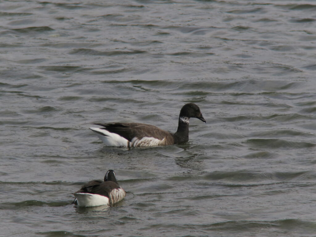 Several Canada geese swimming on a choppy gray-green lake surface, heads up and bodies partially visible beneath the water surface.