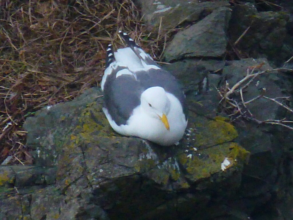 Bird (likely a seabird) resting on a mossy, rocky surface with white chest and gray wings.