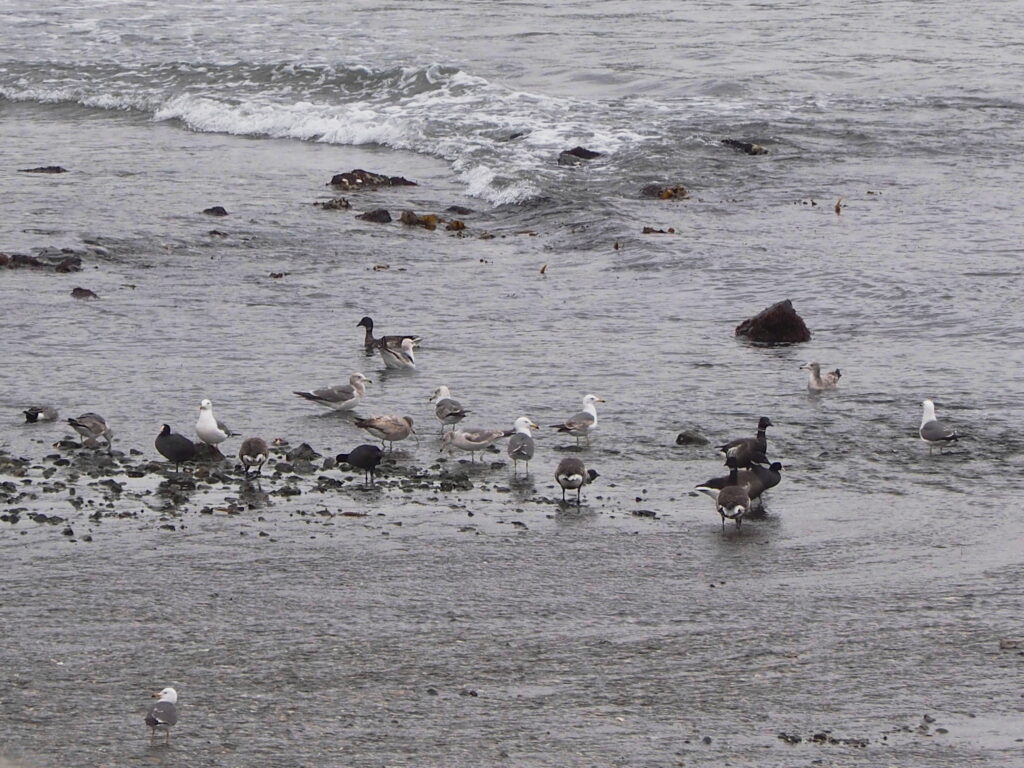 Group of seagulls wading among rocks along a gray, choppy sea surface at the shore.