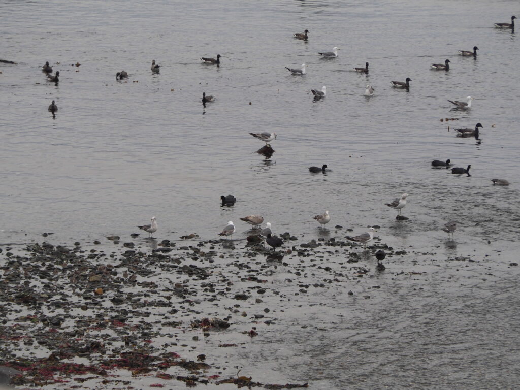 A calm shoreline covered with small rocks and scattered seabirds on the water and shore, mostly black-headed ducks and white gulls resting or swimming nearby.