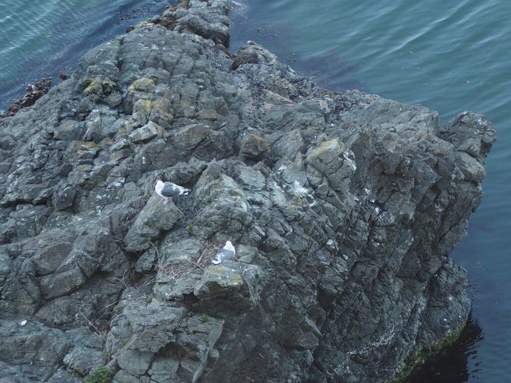 Rugged rocky shoreline beside calm blue water with white seagulls perched on the rocks.