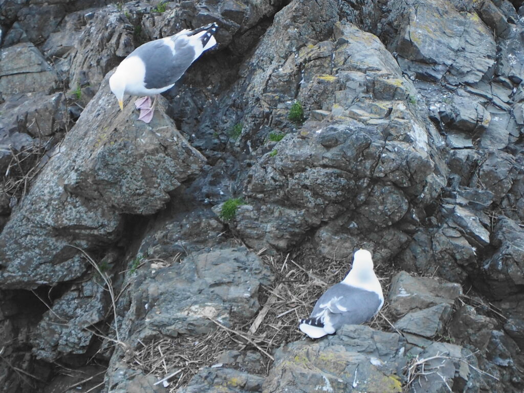 Seagull perched on jagged coastal rocks, facing downward toward a crevice.
