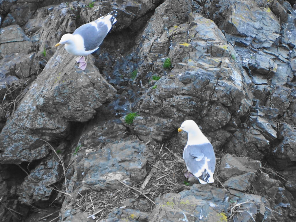 Seagull standing on jagged rocky shore with another gull partially visible at bottom right