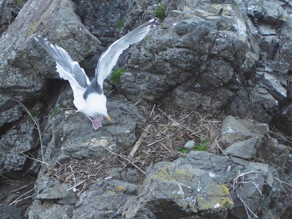 Seagull with wings spread flying low over jagged rocky shoreline with dried grass and small green plants nearby.