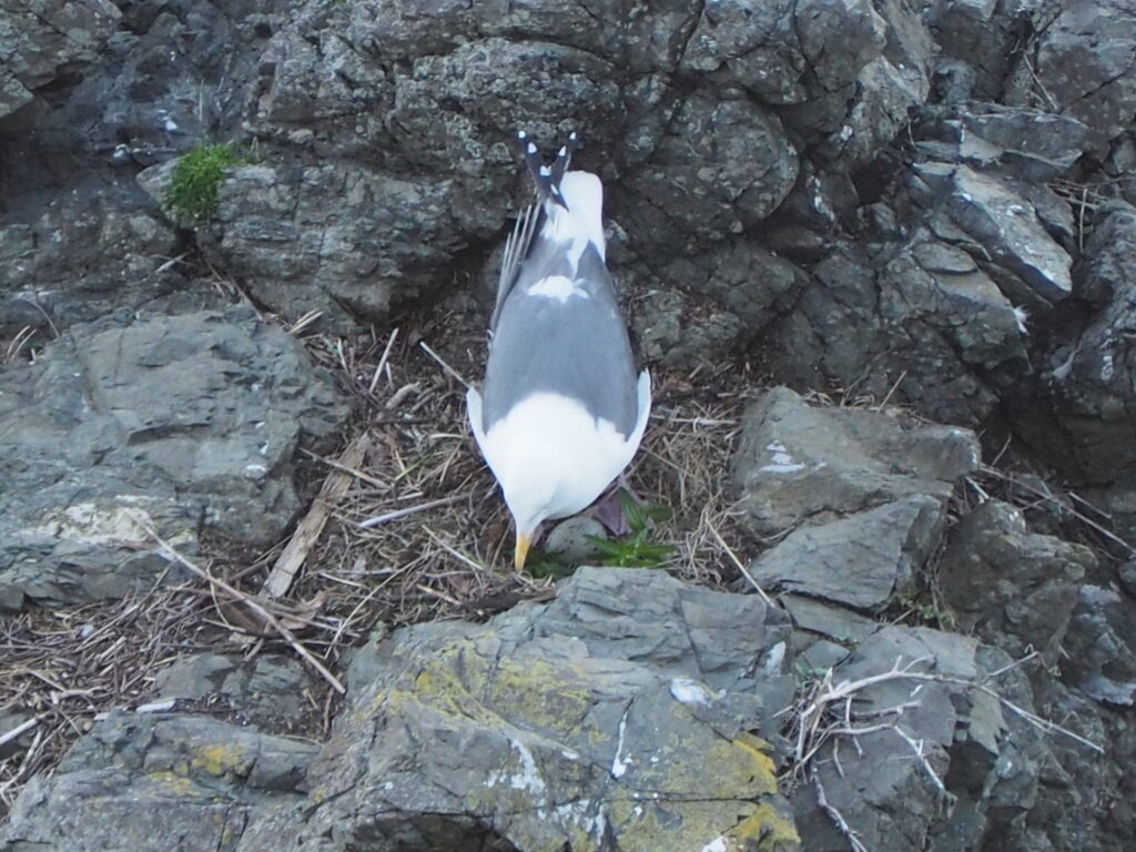 Bird with white and gray feathers and yellow beak standing on rocky ground.