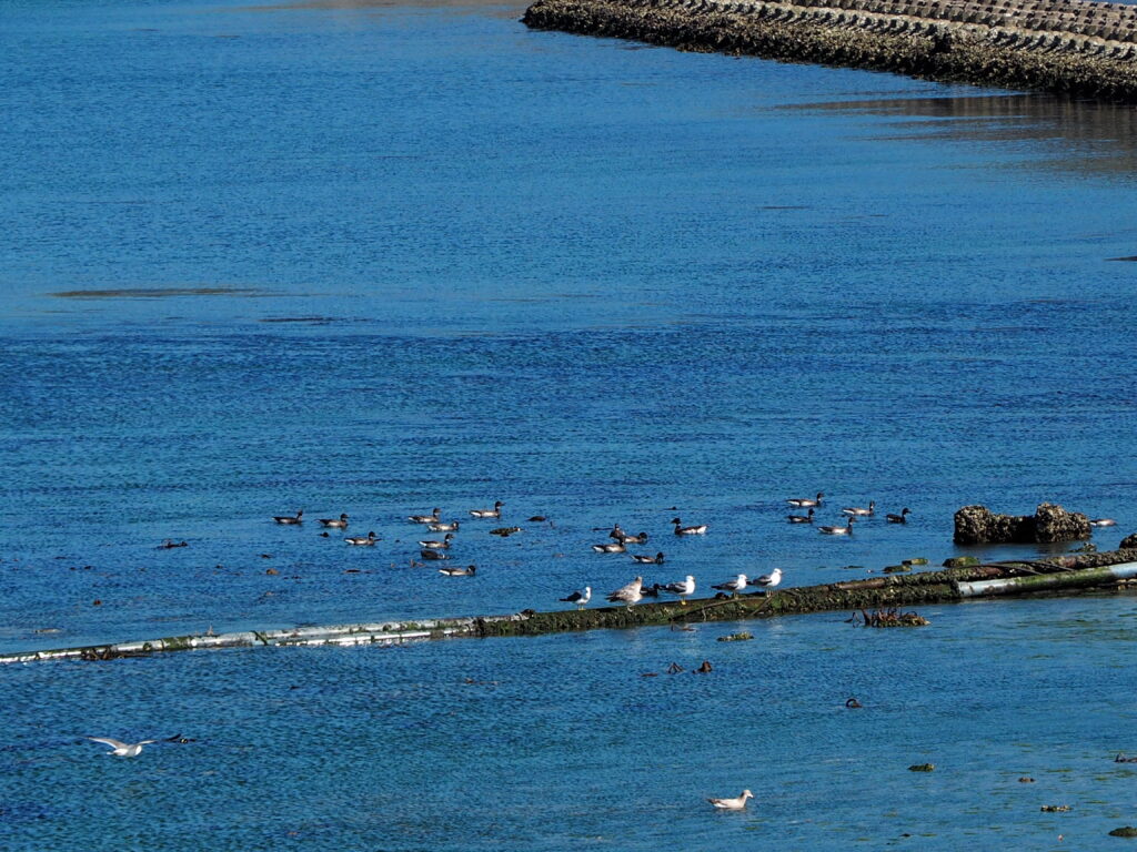 Blue sea with a line of seagulls along a rocky breakwater at the water's edge.