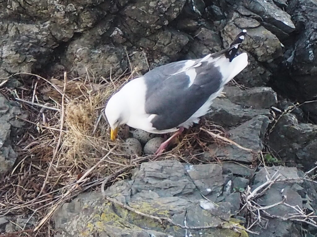 今年も３個♪