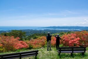 田束山のツツジが間もなく見頃を迎えます！