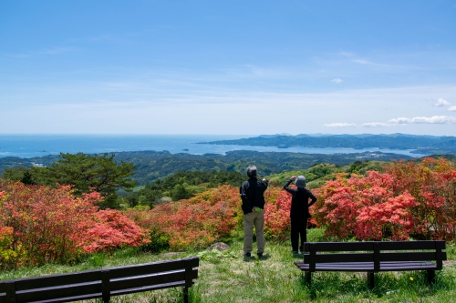 田束山のツツジが間もなく見頃を迎えます!