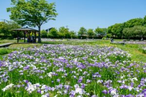 一迫山王史跡公園あやめ園のアヤメが見頃を迎えています
