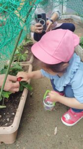 A child in a pink hat hand-picks a strawberry from a raised garden bed while an adult helps nearby, wearing a gray sleeve and a watch, with a green net fence in the foreground.