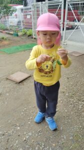 Little child in a pink hat and yellow lion shirt examines a leaf outdoors on a gravel path with a fence in the background while looking down at the leaf.
