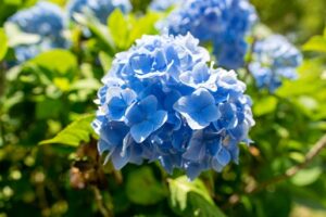 当館周辺の花の名所をご案内します!!
