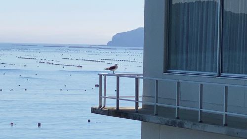 Seagull perched on railing of a seaside balcony overlooking calm, blue water with buoys and a distant cliff in the background.