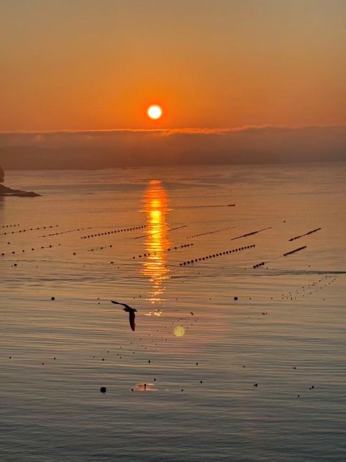 Orange sunset over calm sea with the sun reflecting in the water; a seagull flies near the surface.