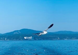 カモメと朝日