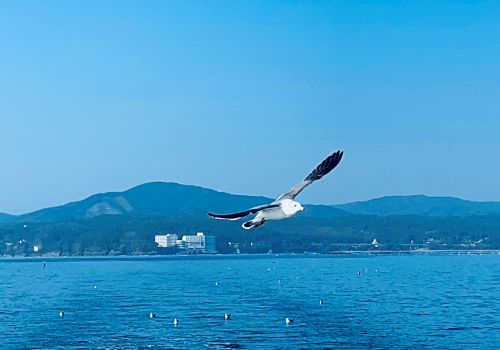 A seagull gliding over calm blue water with a distant shoreline and hills in the background on a clear day.